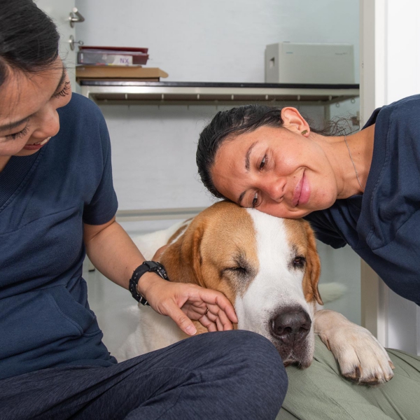 Dyrkl&aelig;ge og sygeplejerske med stor hund