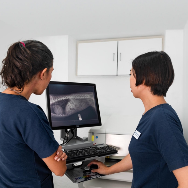 Erhvervsfotografs billede af r&oslash;ntgen gennemgang Hellerup Dyreklinik