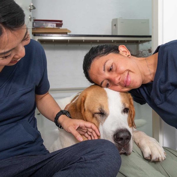 Dyrl&aelig;ge og syresygeplejerske med stor hund