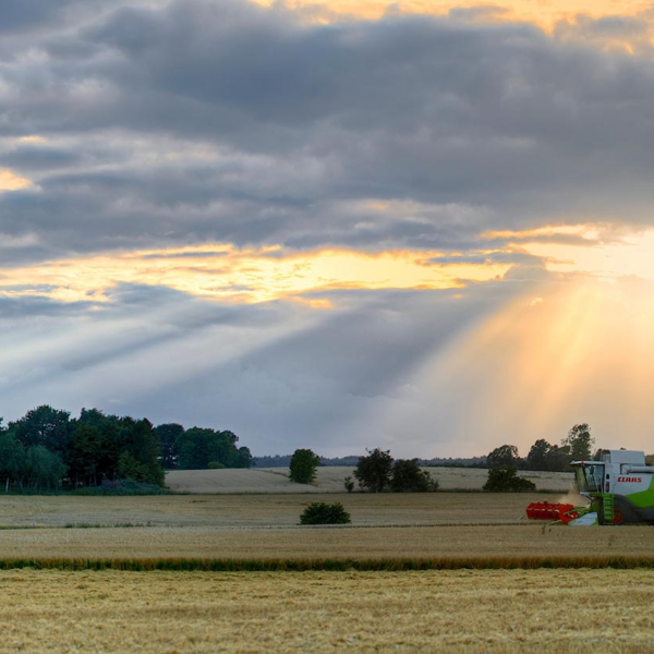 Droneoptagelser af mejet&aelig;rsker hvor solen bryder igennem skyerne