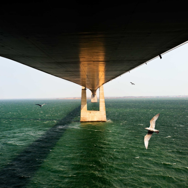 Droneoptagelser af m&aring;ger under storeb&aelig;ltsbroen