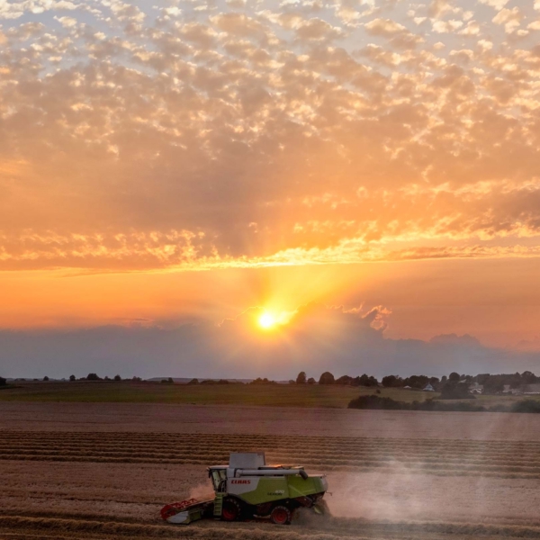 Droneoptagelse af Claas mejet&aelig;rsker under h&oslash;st