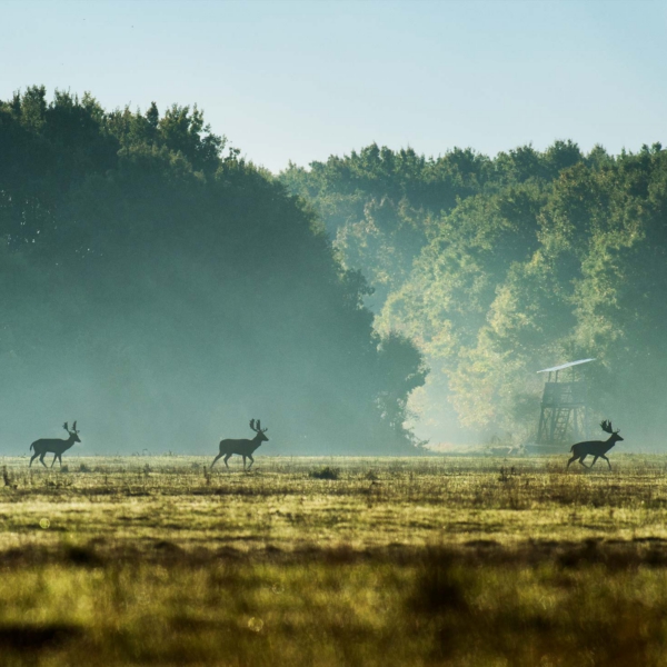Three fallow deer walking